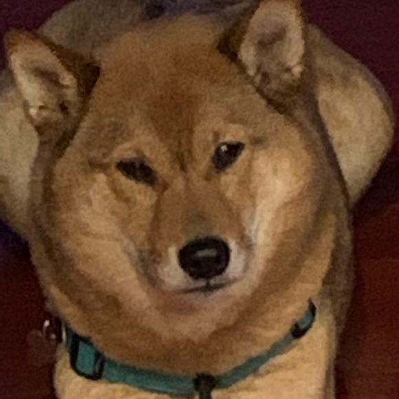 Choose any 3 Items priced $20 & below for $20 provided it’s within the 5lb limit - Picture 6 of 8